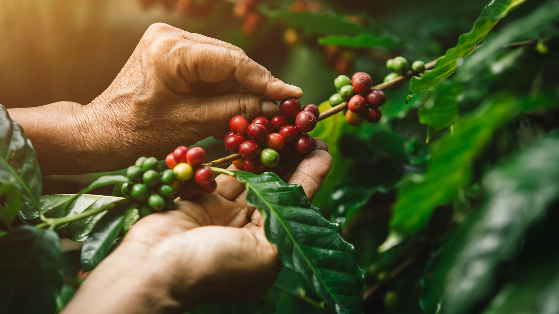 Tarladan Sofranıza!